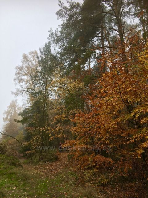 V lese u Prosíček