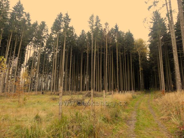 Žamberk - lesní cesta do Kněžství