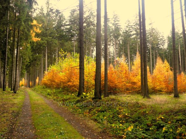Žamberk -  lesní cesta do Kněžství
