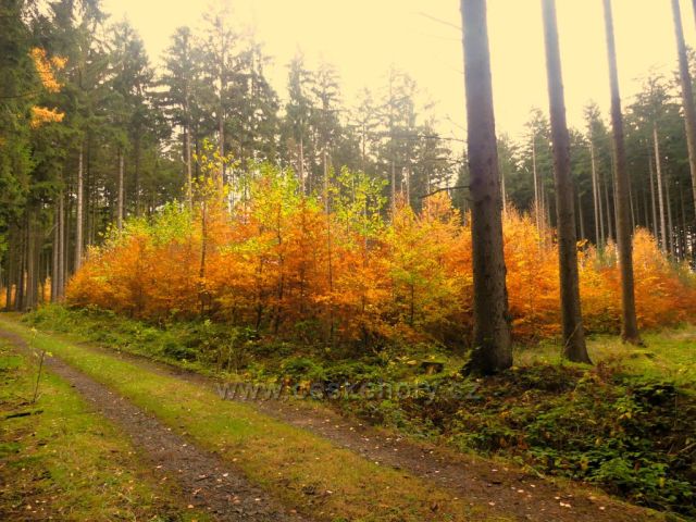 Žamberk - porost v oplocence u lesní cesty do Kněžství
