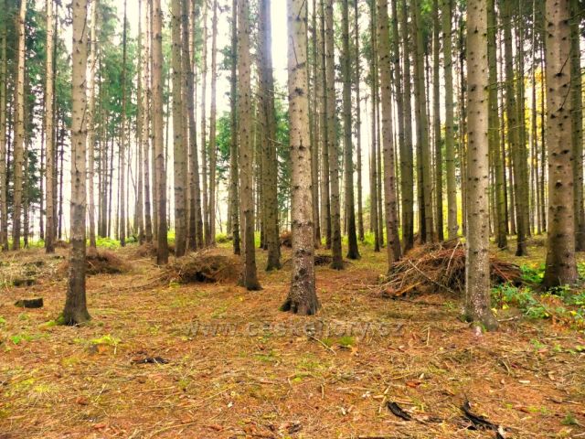 Žamberk -úklid klestu podél lesní cesty do Kněžství