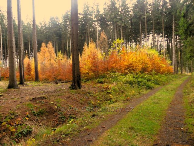 Žamberk - porost v oplocence u lesní cesty do Kněžství