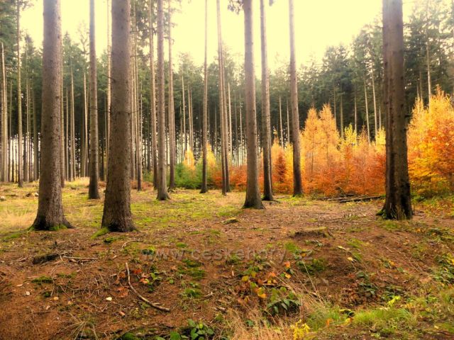 Žamberk - barvy podzimu v lese nad Dymlovem