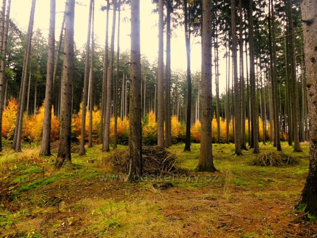 Žamberk - barvy podzimu v lese nad Dymlovem