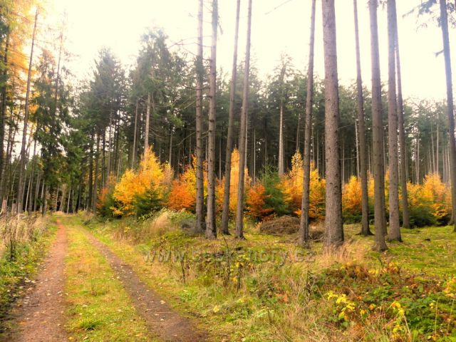 Žamberk - lesní cesta do Kněžství