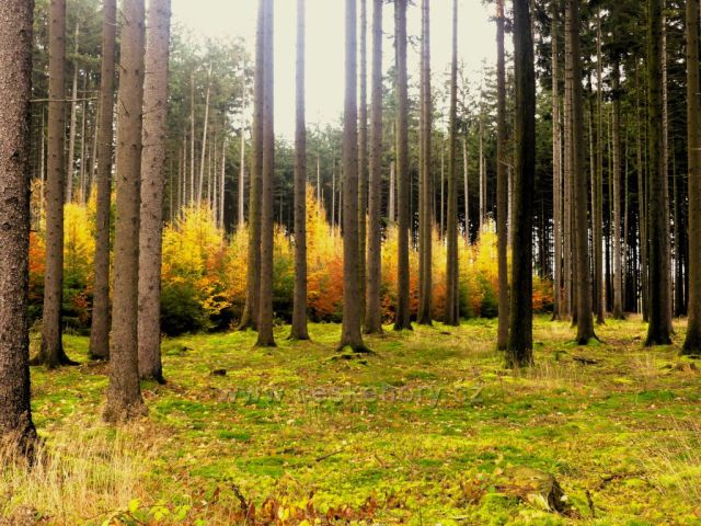 Žamberk - v lese nad Dymlovem