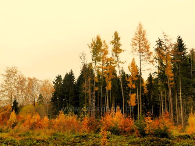 Žamberk - barevný okraj lesa nad Dymlovem