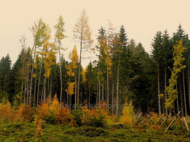Žamberk - barevný okraj lesa nad Dymlovem