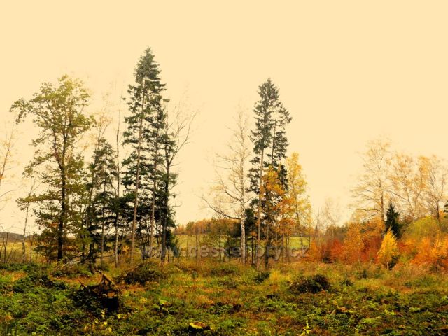 Žamberk - barevný okraj lesa nad Dymlovem