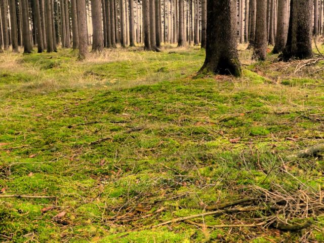 Žamberk - v lese nad Dymlovem
