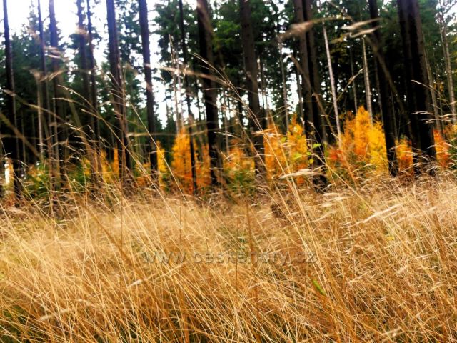 Žamberk - v lese nad Dymlovem