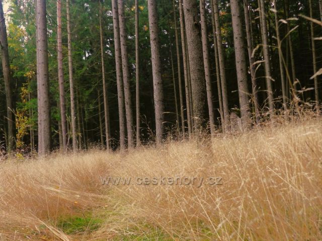 Žamberk -v lese nad Dymlovem