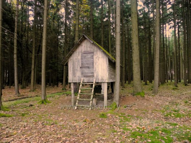 Žamberk -krmelec v lese nad Dymlovem