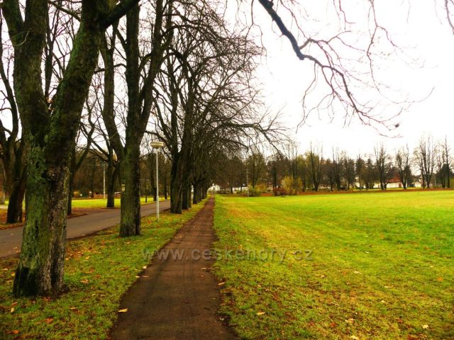 Žamberk - kaštanová alej podél Dymlovské ulice