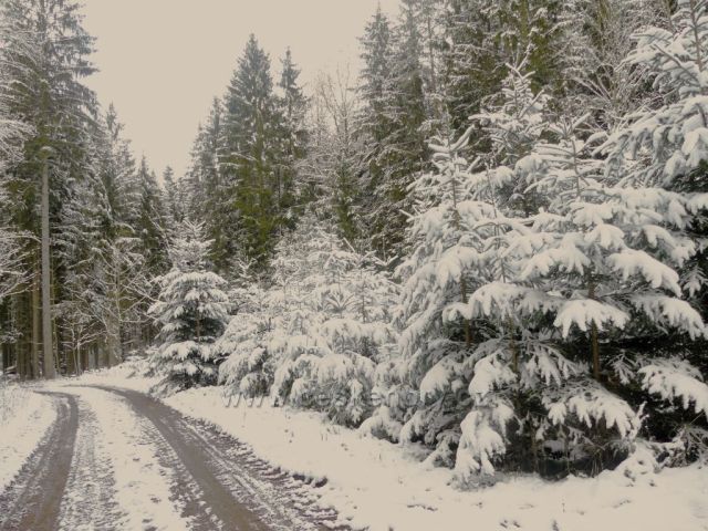 Cesta lesem na trase NS Dlouhoňovice.