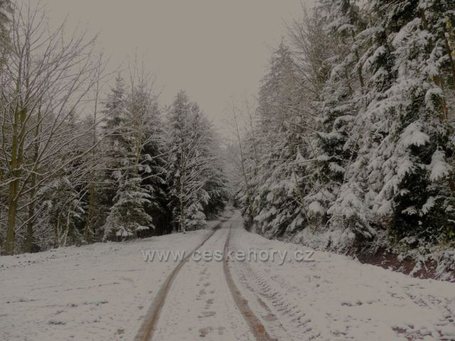 Cesta lesem na trase NS Dlouhoňovice.