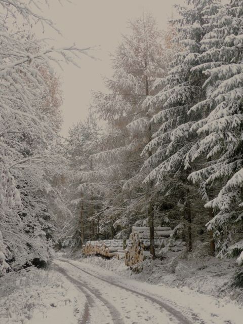 Cesta lesem na trase NS Dlouhoňovice.