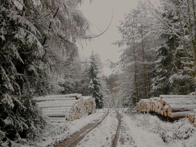 Cesta lesem na trase NS Dlouhoňovice.