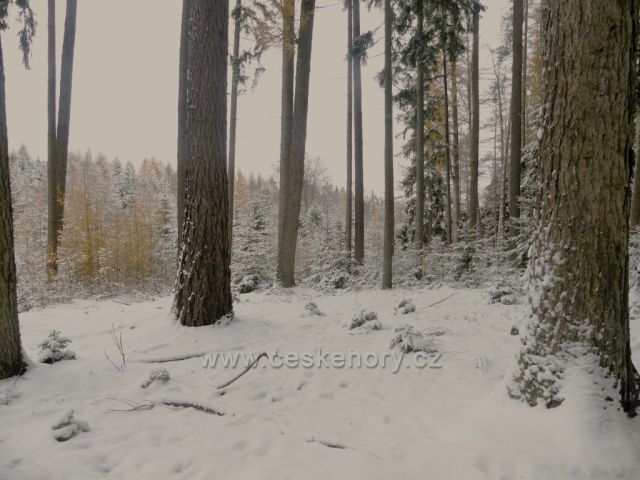 Lesní porost podél trasy NS Dlouhoňovice