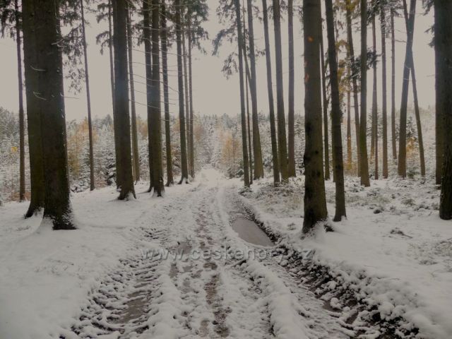 Cesta lesním porostem na trase NS Dlouhoňovice.