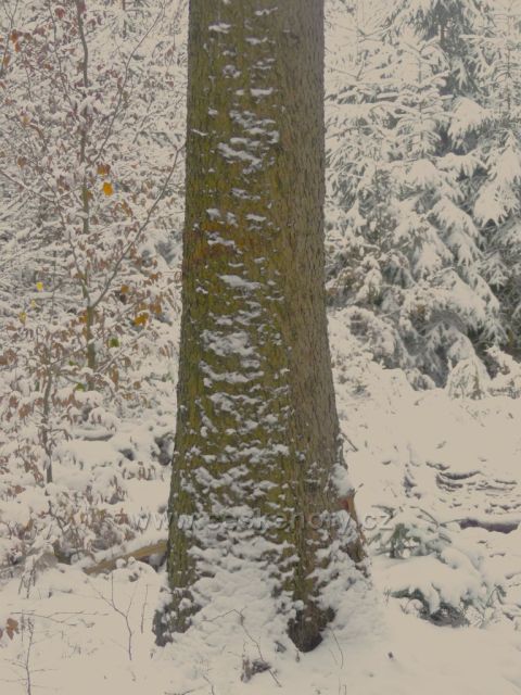 Lesní porost podél trasy NS Dlouhoňovice.