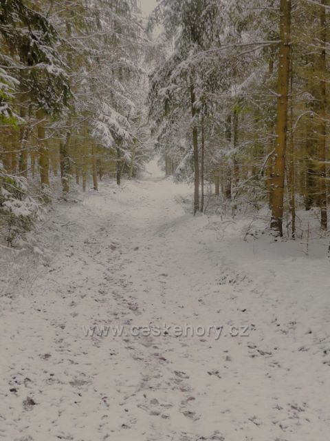 Cesta lesem k výhledně nad Dlouhoňovicemi.