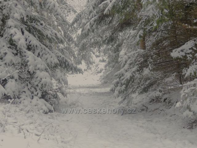 Zima v lese nad Dlouhoňovicemi.