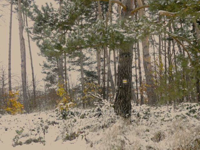 Dlouhoňovice - na výhlednu vede žlutá TZ.
