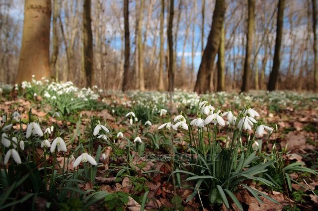Sněženky v Dobříňském háji