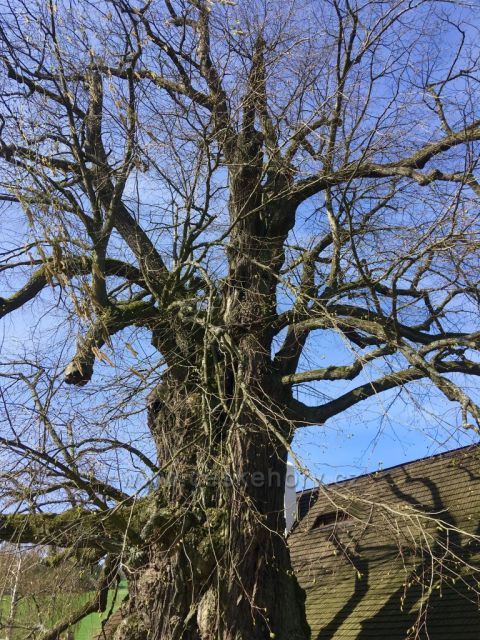 Lukasova zpívající lípa