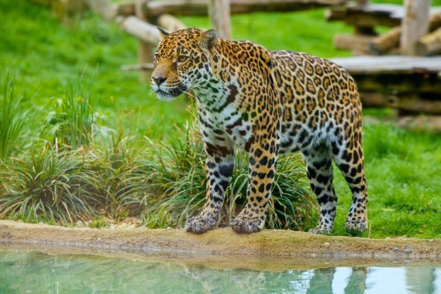 Ještě krok a jsem v bazénku - Jaguár Trek ve zlínské zoo