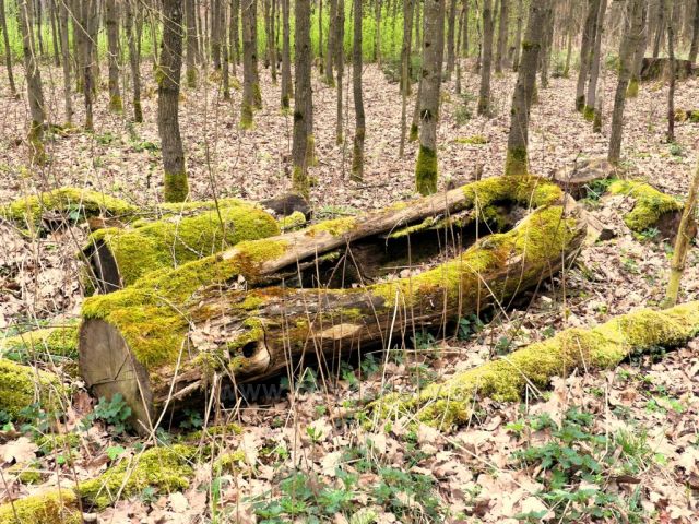 Helvíkovice - lesní porost kolem loveckého zámečku
