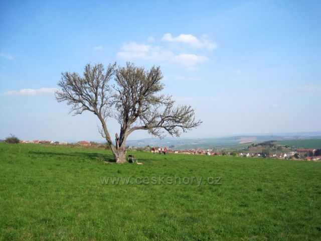 památný strom -hrušeň šmigule -220 let stará )hrušky z ní jedli už Napoleonovi vojáci)
