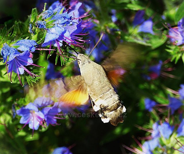 Naučná stezka K Flascharovu dolu
(Dlouhozobka na břidlici)