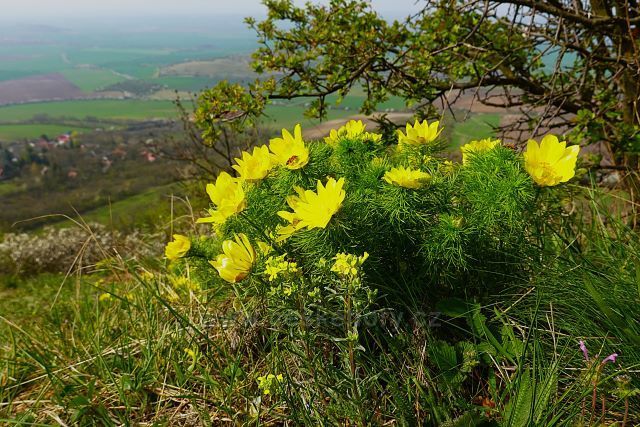 Výhled z vrchu Milá