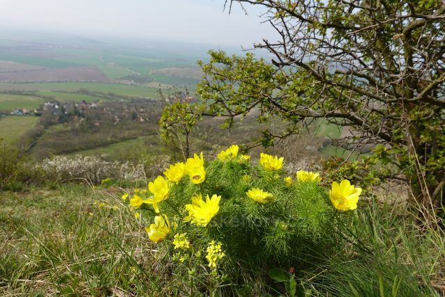Výhled z vrchu Milá