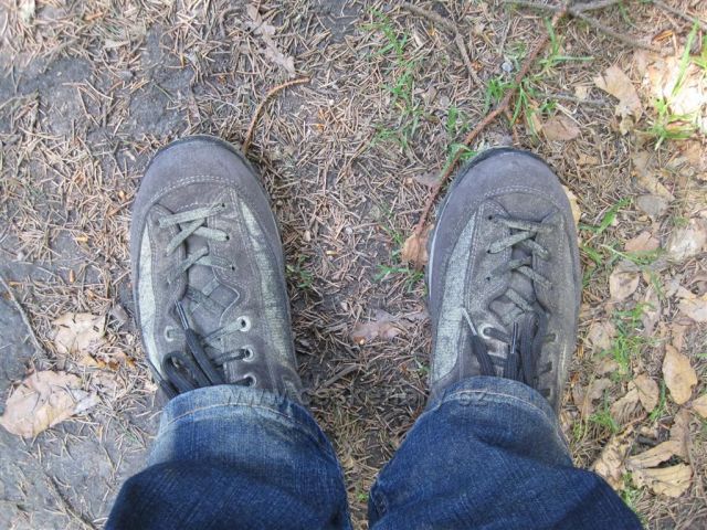 Tak to vypadá, když kvetou smrky v Hostýnských vrších