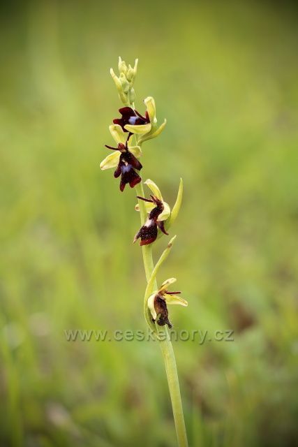 Orchidej v PP Stráně u Drahobuzi