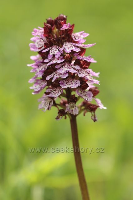 Vstavač nachový v PP