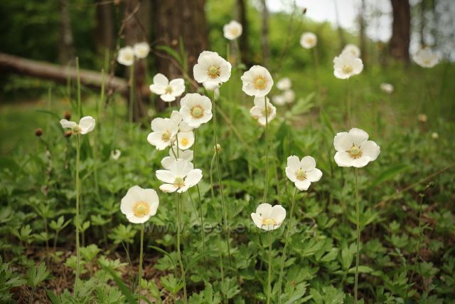 Sasanky lesní v PP Na Černčí