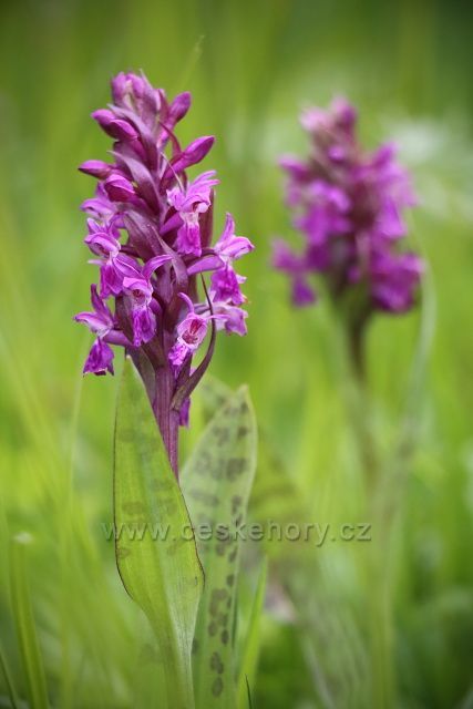 Prstnatec májový u Lukova