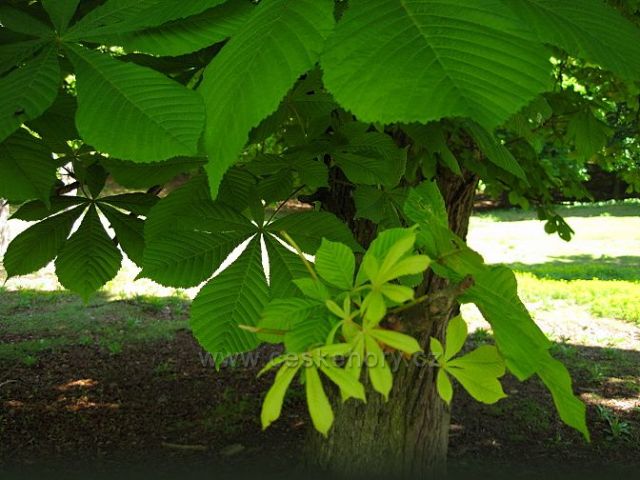 kaštany mláďátka :-)