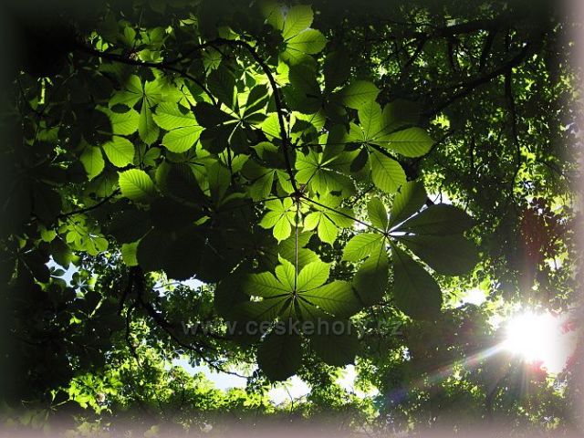 kaštánky na jaře :-)