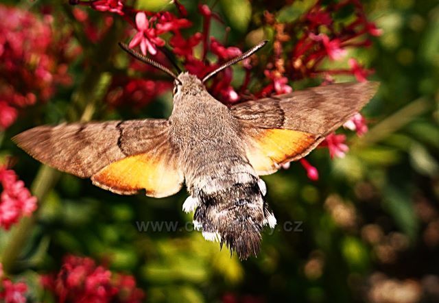 Zámecký park rokokového zámku Nové Hrady