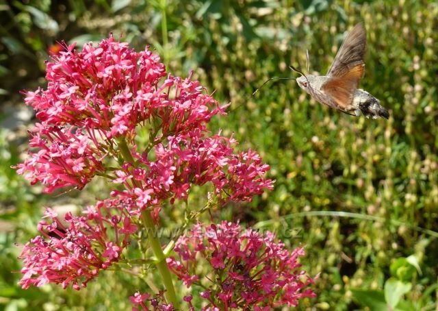 Zámecký park rokokového zámku Nové Hrady