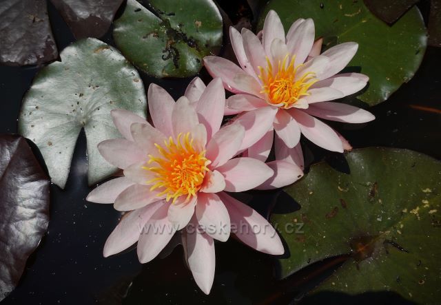 Zámecký park rokokového zámku Nové Hrady