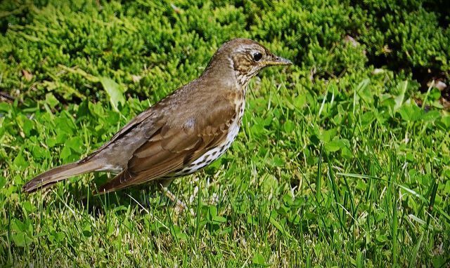 Raduň
(zámecký park)