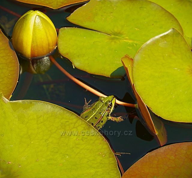 Raduň
(zámecký park)