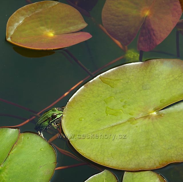 Raduň
(zámecký park)