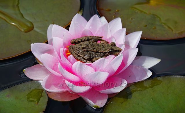 Raduň
(zámecký park)